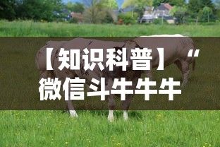 【知识科普】“微信斗牛牛牛群有挂吗	”详细分享装挂步骤教程