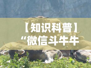 【知识科普】“微信斗牛牛牛群有挂吗”详细分享装挂步骤教程