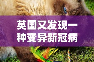 实测教程“微乐陕西三代有挂吗”分享用挂教程