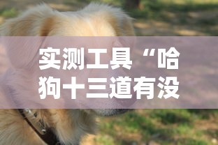 实测工具“哈狗十三道有没有挂”辅助挂下载