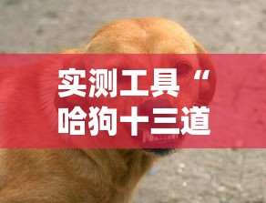 实测工具“哈狗十三道有没有挂”辅助挂下载